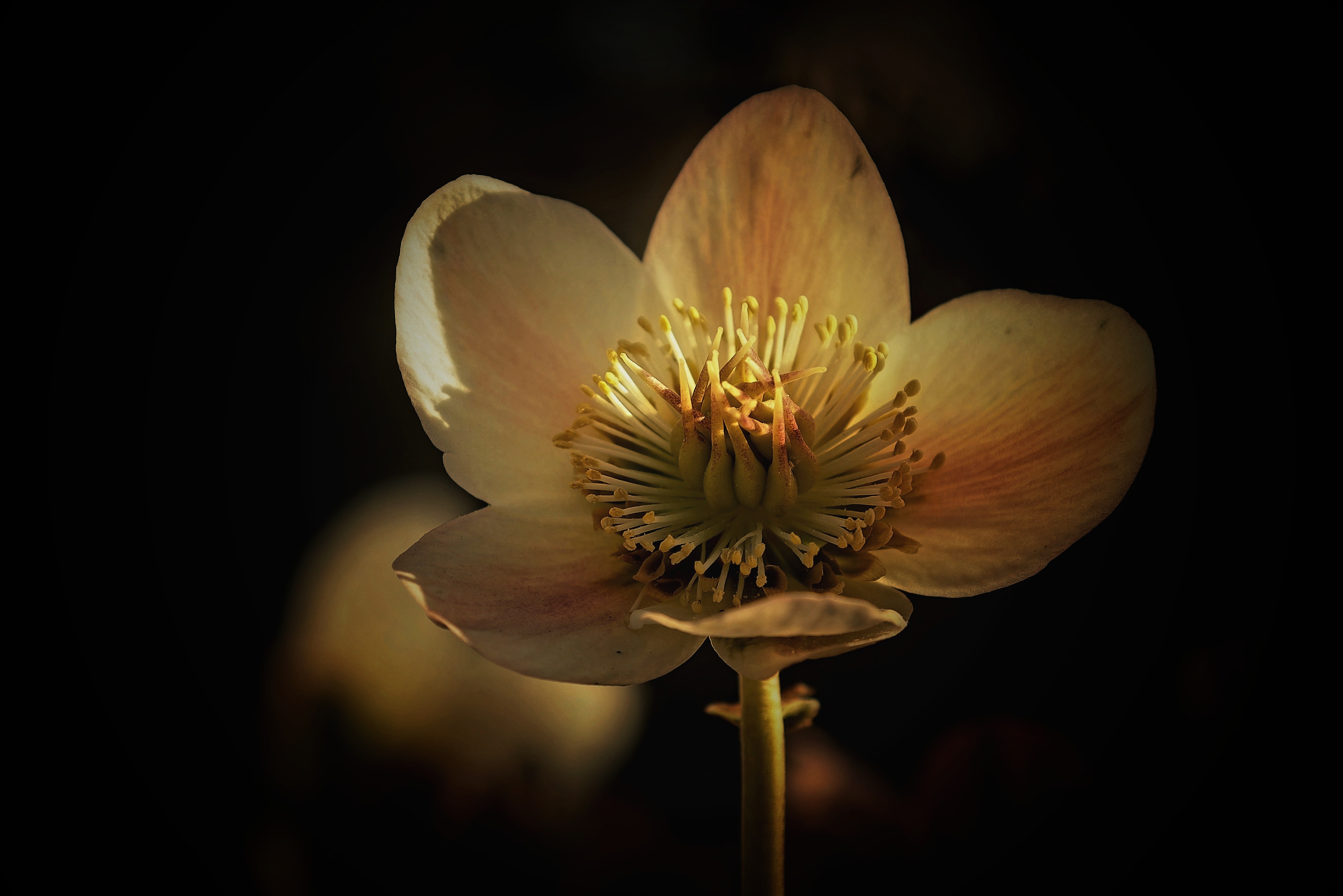 从本地文件夹到 GitHub 新仓库：一步步推送指南